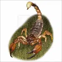 California Swollen-stinger Scorpion drawing