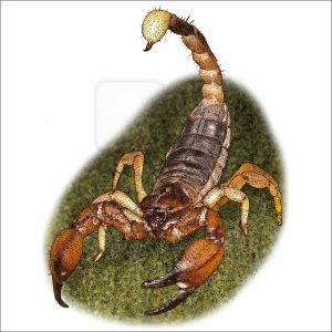 California Swollen-stinger Scorpion drawing