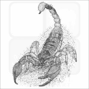 California Swollen-stinger Scorpion black and white drawing