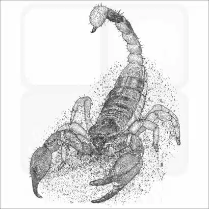 California Swollen-stinger Scorpion black and white drawing