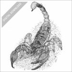 California Swollen-stinger Scorpion black and white stock drawing