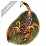 California Swollen-stinger Scorpion stock art drawing
