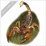 California Swollen-stinger Scorpion stock art drawing