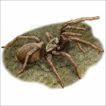False Tarantula illustration