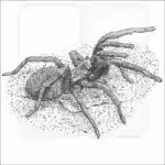 False Tarantula black and white drawing