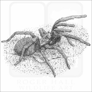 False Tarantula black and white drawing