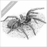 False Tarantula black and white stock drawing