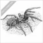 False Tarantula black and white stock drawing