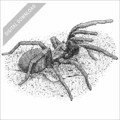 False Tarantula black and white stock drawing