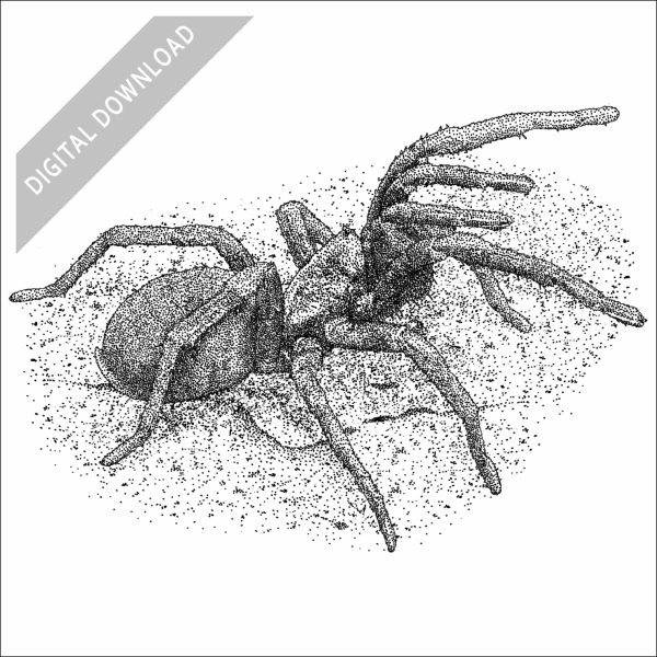False Tarantula black and white stock drawing