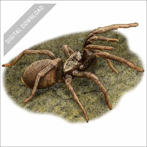False Tarantula stock art drawing