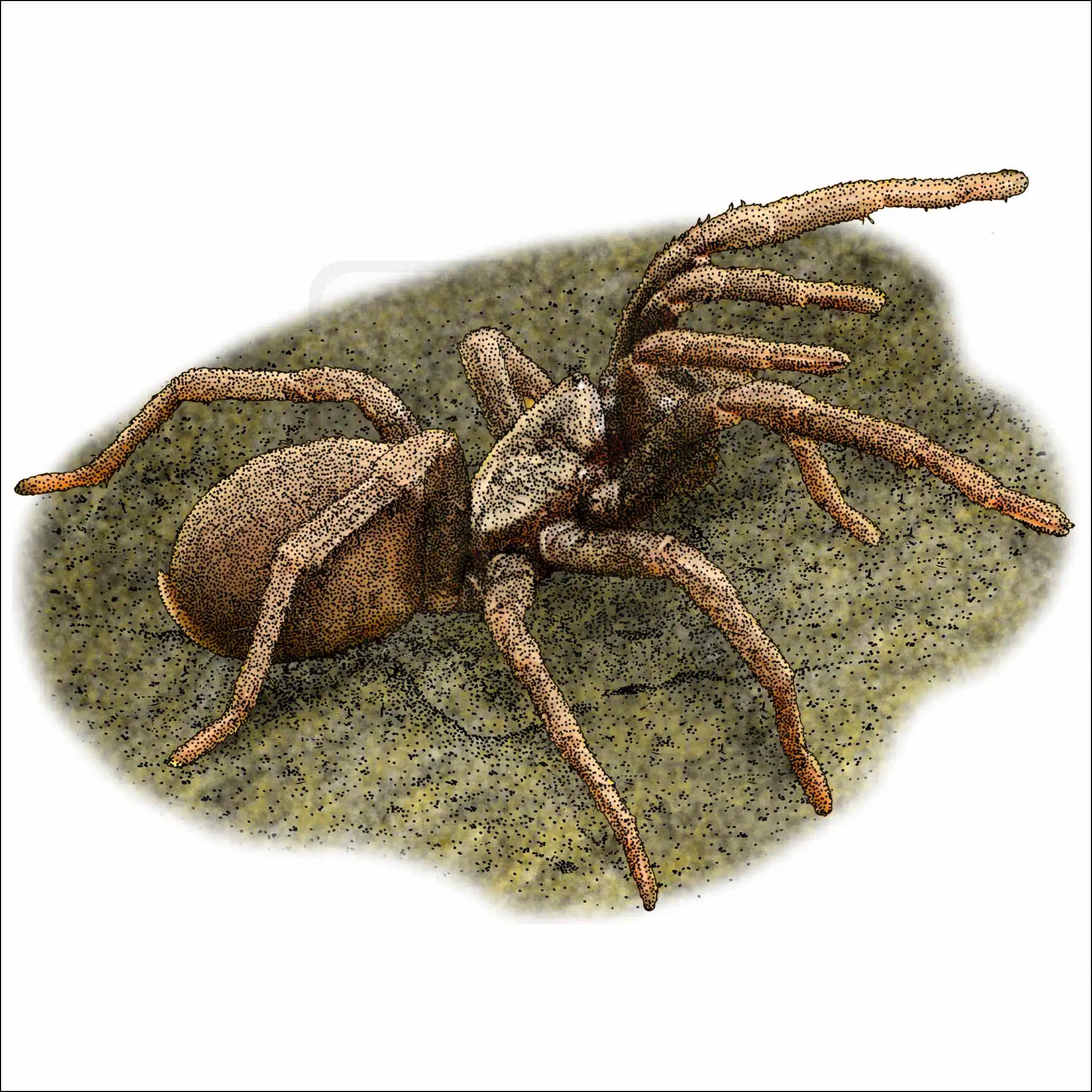 False Tarantula False Tarantula illustration