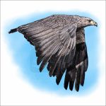 Chaco Eagle illustration