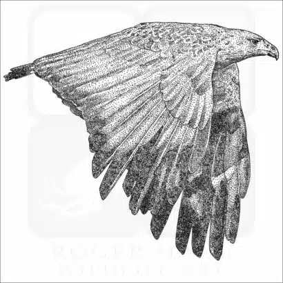 Chaco Eagle black and white drawing