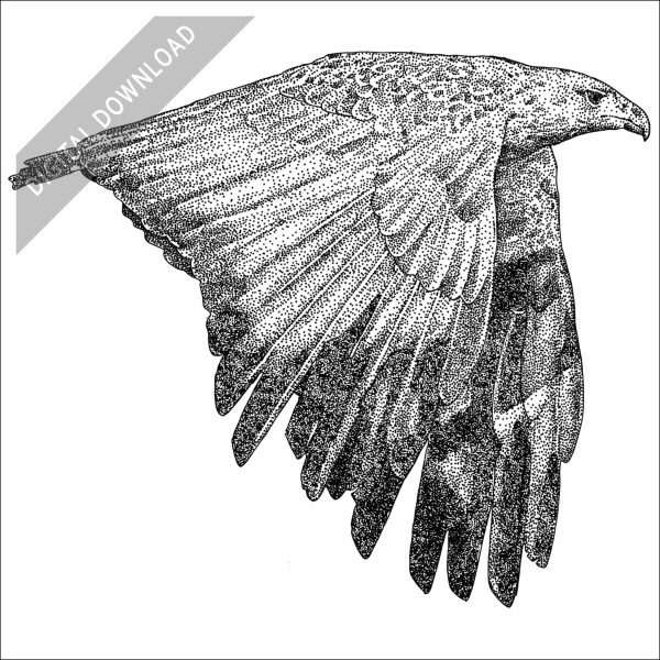 Chaco Eagle black and white stock drawing