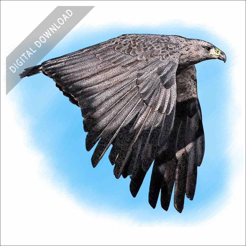 Stock Art Drawing of a Chaco Eagle