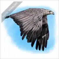 Chaco Eagle stock art drawing