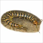 Common Desert Centipede drawing