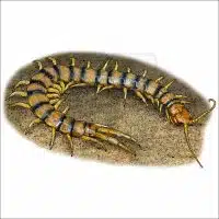 Common Desert Centipede drawing