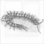 Common Desert Centipede black and white drawing
