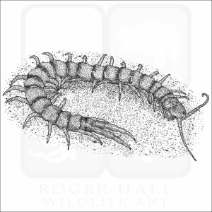 Common Desert Centipede black and white drawing