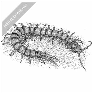 Common Desert Centipede black and white stock art drawing