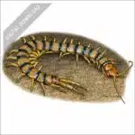 Common Desert Centipede stock art drawing