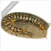 Common Desert Centipede stock art drawing