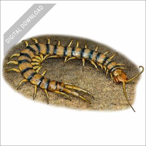 Common Desert Centipede stock art drawing