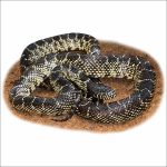 Desert Kingsnake illustration