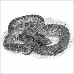 Desert Kingsnake black and white drawing