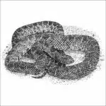 Desert Kingsnake black and white drawing