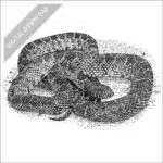 Desert Kingsnake black and white stock drawing