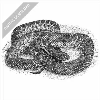 Desert Kingsnake black and white stock drawing
