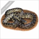 Desert Kingsnake stock art drawing