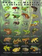 Frogs of Mexico and Central America poster print