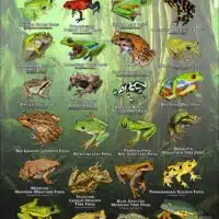Frogs of Mexico and Central America poster print
