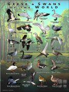 Geese and Swans of the World poster print