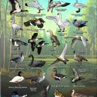 Geese and Swans of the World poster print