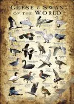 Geese and Swans of the World Poster print - Image 2