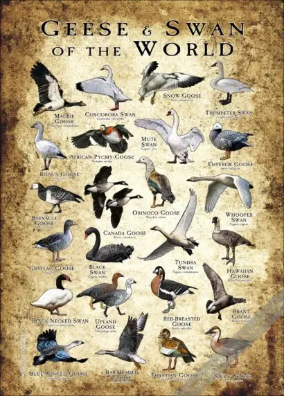 Geese and Swans of the World Poster print - Image 2