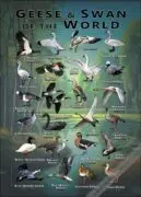 Geese and Swans of the World poster print