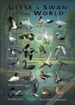 Geese and Swans of the World poster print