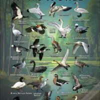 Geese and Swans of the World poster print