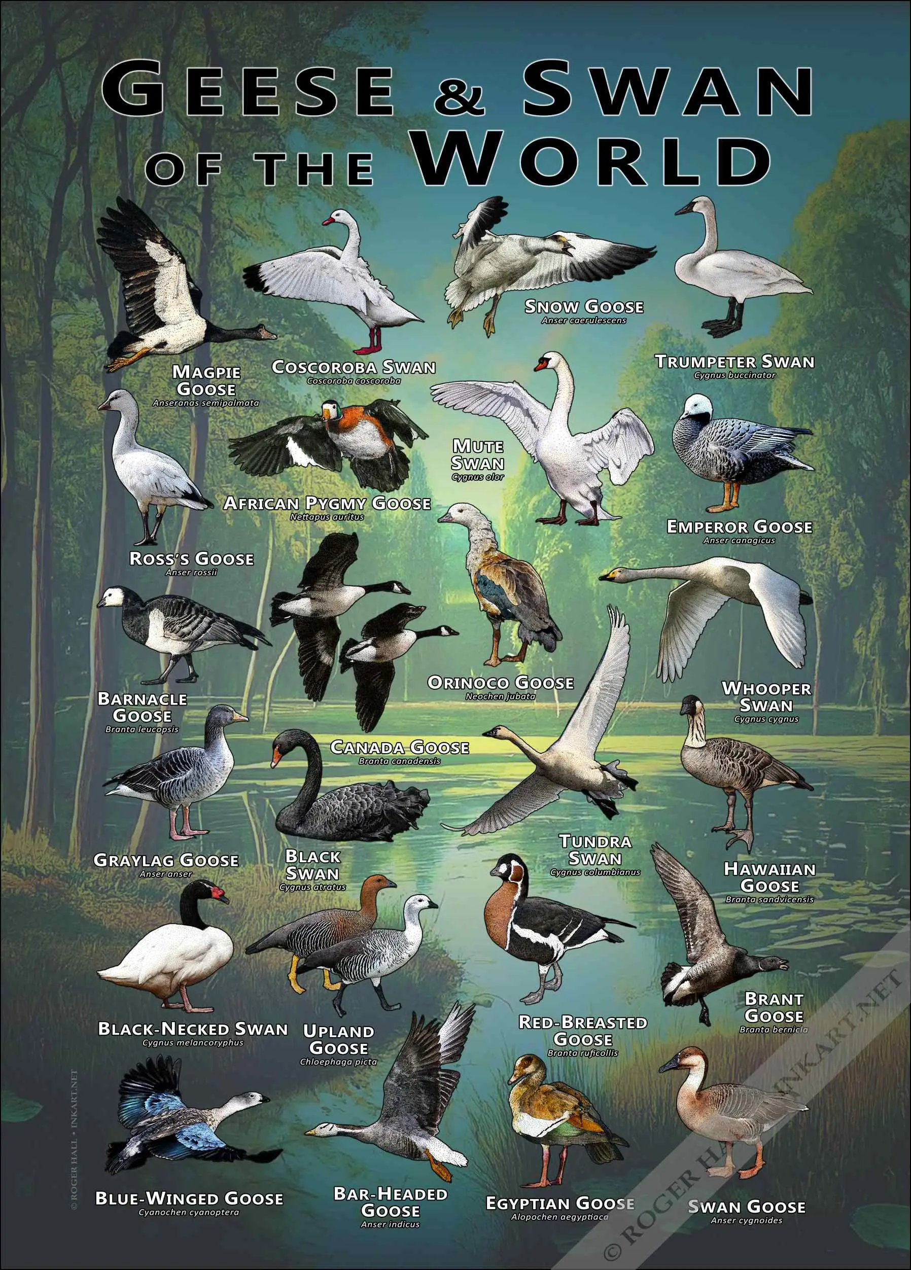 Geese & Swans of the World-COLOR Geese and Swans of the World poster print
