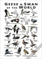 Geese and Swans of the World Poster print - Image 3