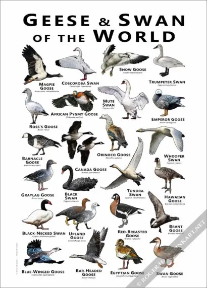Geese and Swans of the World Poster print - Image 3