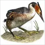 Great Crested Grebe drawing