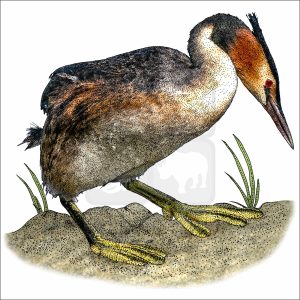 Great Crested Grebe drawing