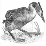 Great Crested Grebe black and white drawing